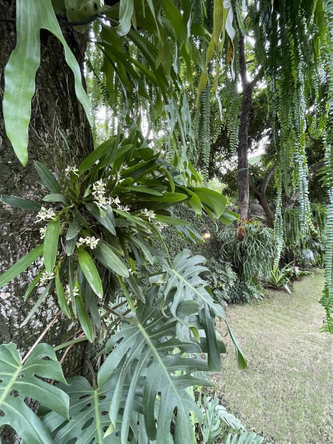 Iguanazu Bed & Breakfast グアヤキル エクステリア 写真